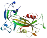 Transient Receptor Potential Cation Channel Subfamily M, Member 2 (TRPM2)