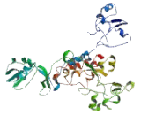 Transient Receptor Potential Cation Channel Subfamily M, Member 5 (TRPM5)