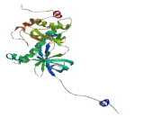 Transient Receptor Potential Cation Channel Subfamily M, Member 7 (TRPM7)