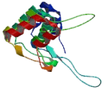 Transient Receptor Potential Cation Channel Subfamily V, Member 1 (TRPV1)