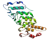 Transient Receptor Potential Cation Channel Subfamily V, Member 3 (TRPV3)