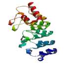 Transient Receptor Potential Cation Channel Subfamily V, Member 5 (TRPV5)