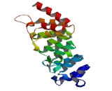 Transient Receptor Potential Cation Channel Subfamily V, Member 6 (TRPV6)