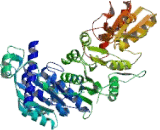 Transketolase Like Protein 1 (TKTL1)