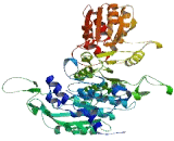 Transketolase Like Protein 2 (TKTL2)