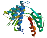 Translational Activator Of Cytochrome C Oxidase I (TACO1)