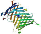 Translocase Of Outer Mitochondrial Membrane 40 Like Protein (TOMM40L)