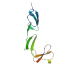 Translocation Associated Notch Homolog 1 (TAN1)