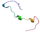 Transmembrane 4 L Six Family, Member 19 (TM4SF19)