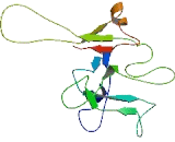 Transmembrane 4 L Six Family, Member 4 (TM4SF4)