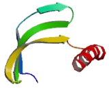 Transmembrane 7 Superfamily, Member 2 (TM7SF2)