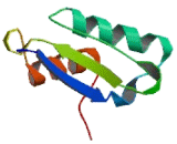 Transmembrane 7 Superfamily, Member 3 (TM7SF3)