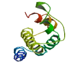 Transmembrane 9 Superfamily, Member 3 (TM9SF3)