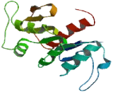 Transmembrane And Coiled Coil Domain Family 2 (TMCC2)