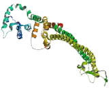 Transmembrane And Coiled Coil Domain Family 3 (TMCC3)