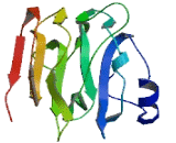 Transmembrane And Coiled Coil Domains Protein 2 (TMCO2)