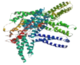 Transport And Golgi Organization Protein 6 Homolog (TANGO6)