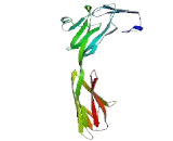 Transmembrane And Immunoglobulin Domain Containing Protein 1 (TMIGD1)