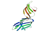 Transmembrane And Immunoglobulin Domain Containing Protein 2 (TMIGD2)