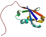 Transmembrane And Ubiquitin Like Domain Containing Protein 1 (TMUB1)