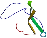 Transmembrane Channel Like Protein 7 (TMC7)