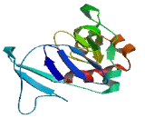 Transmembrane Emp24 Protein Transport Domain Containing Protein 4 (TMED4)