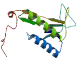 Transmembrane Emp24 Protein Transport Domain Containing Protein 6 (TMED6)