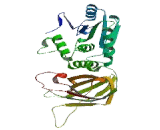 Transmembrane Phosphatase With Tensin Homology (TPTE)