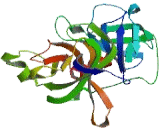 Transmembrane Protease, Serine 11A (TMPRSS11A)