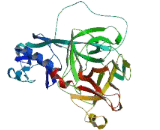 Transmembrane Protease, Serine 11F (TMPRSS11F)