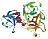 Transmembrane Protease, Serine 13 (TMPRSS13)