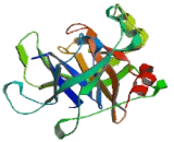 Transmembrane Protease, Serine 2 (TMPRSS2)