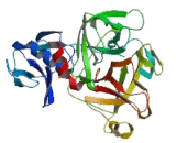 Transmembrane Protease, Serine 3 (TMPRSS3)