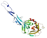 Transmembrane Protease, Serine 7 (TMPRSS7)