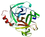 Transmembrane Protease, Serine 8 (TMPRSS8)