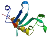 Transmembrane Protein 105 (TMEM105)