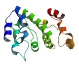 Transmembrane Protein 106A (TMEM106A)