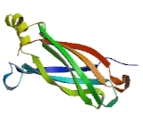 Transmembrane Protein 106B (TMEM106B)