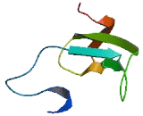 Transmembrane Protein 116 (TMEM116)