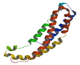 Transmembrane Protein 120B (TMEM120B)