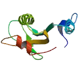 Mature Oligodendrocytes Transmembrane Protein (MOLT)