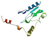 Transmembrane Protein 143 (TMEM143)