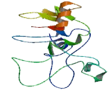 Transmembrane Protein 150A (TMEM150A)