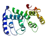 Transmembrane Protein 17 (TMEM17)