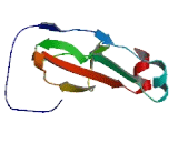 Transmembrane Protein 171 (TMEM171)