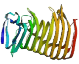 Transmembrane Protein 2 (TMEM2)