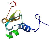 Transmembrane Protein 205 (TMEM205)