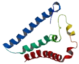 Transmembrane Protein 217 (TMEM217)