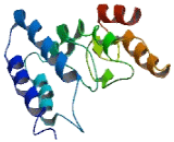 Transmembrane Protein 219 (TMEM219)