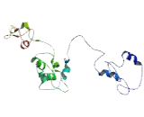 Transmembrane Protein 43 (TMEM43)